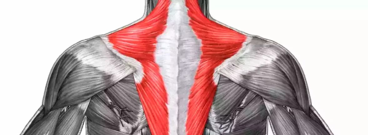 El curioso significado del músculo Tello y su conexión con el trapecio El curioso significado del músculo Tello y su conexión con el trapecio