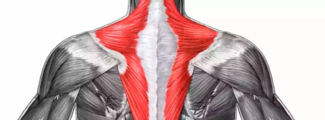 El curioso significado del músculo Tello y su conexión con el trapecio El curioso significado del músculo Tello y su conexión con el trapecio
