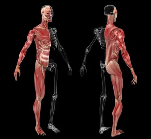 ¿Cuántos músculos hay en el cuerpo humano? Sorprendentes datos revelados ¿Cuántos músculos hay en el cuerpo humano? Sorprendentes datos revelados