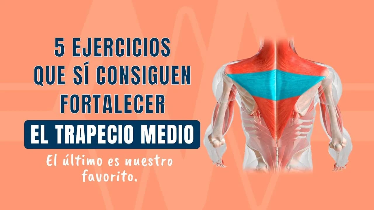 Ejercicios para fortalecer el músculo trapecio y evitar lesiones Ejercicios para fortalecer el músculo trapecio y evitar lesiones