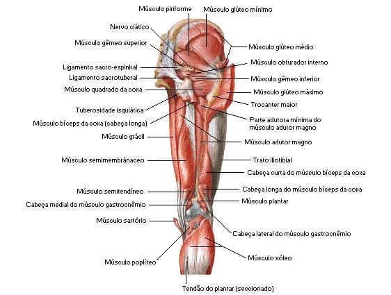 Los músculos cadera lateral: funciones, ejercicios y lesiones comunes Los músculos cadera lateral: funciones, ejercicios y lesiones comunes