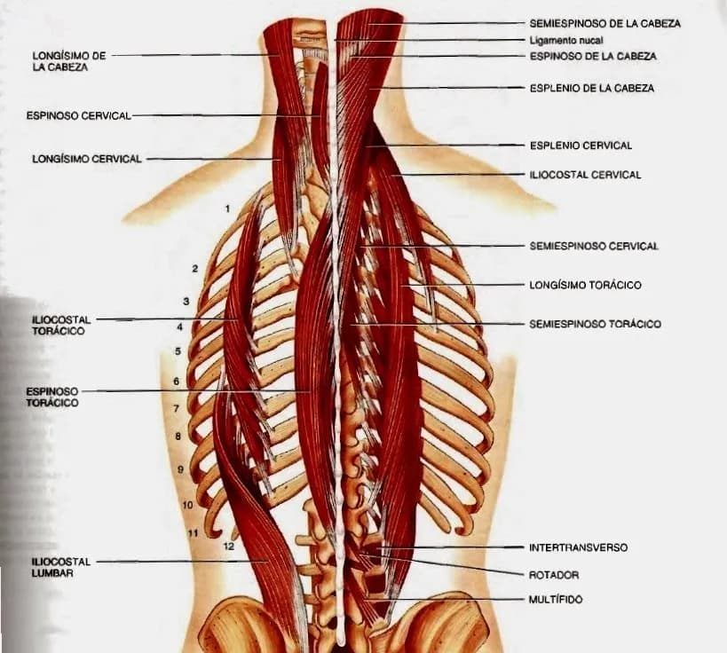 Todo sobre los músculos dorsales: anatomía, funciones y ejercicios esenciales Todo sobre los músculos dorsales: anatomía, funciones y ejercicios esenciales