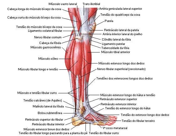 Todo sobre los músculos de la pierna: funciones y anatomía detallada Todo sobre los músculos de la pierna: funciones y anatomía detallada