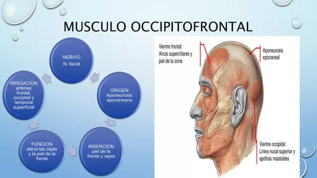 Todo lo que necesitas saber sobre el músculo frontal y su función Todo lo que necesitas saber sobre el músculo frontal y su función