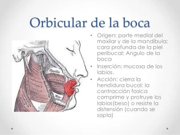 Conoce los músculos orbicular de la boca y su importancia en la expresión Conoce los músculos orbicular de la boca y su importancia en la expresión