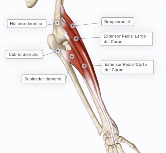 Todo sobre los músculos del antebrazo: funciones y clasificación esenciales Todo sobre los músculos del antebrazo: funciones y clasificación esenciales