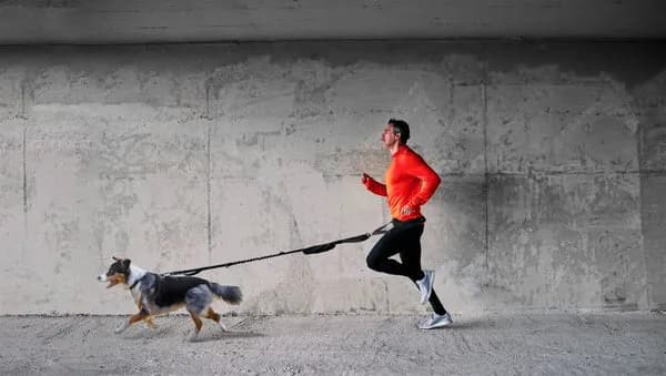 Cinturón para correr con perro: la solución para disfrutar sin molestias Cinturón para correr con perro: la solución para disfrutar sin molestias